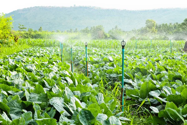 Sprinkler irrigatie in bloemkool veld — Stockfoto