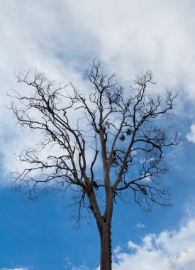 mavi gökyüzü arka plan karşı ölü ağaçlar