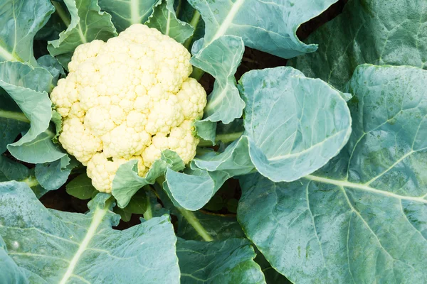 Cauliflower — Stock Photo, Image