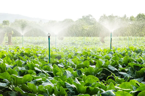 Sprinkler irrigation in cauliflower field — Stock Photo, Image