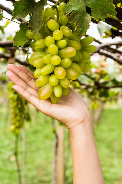 Рука держит виноград уход в винограднике — стоковое фото