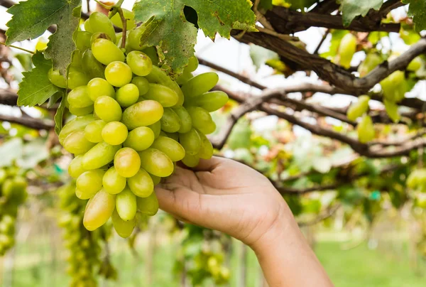 Hand met druiven neigt in wijngaard — Stockfoto