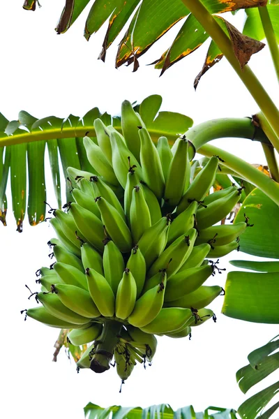 Zelené banány na stromě — Stock fotografie