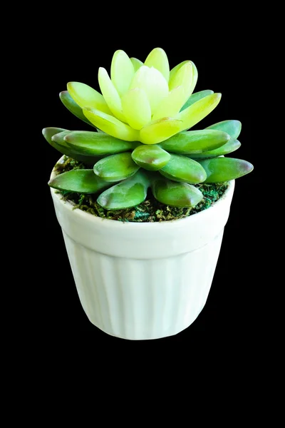 False cactus plant made by rubber tree in white pot isolated on — Stock Photo, Image
