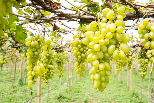 Grøn drue på vin - Stock-foto