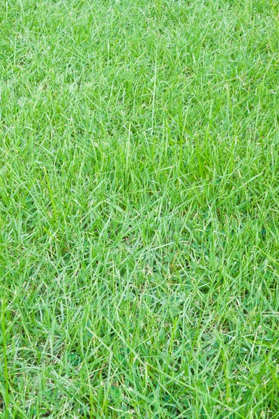 Green Grass Close-up — Stock Photo, Image