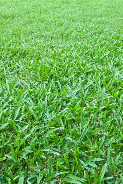 Green Grass Background — Stock Photo, Image