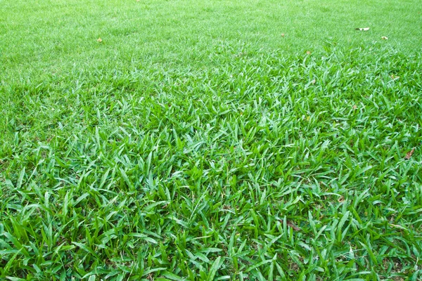 Green Grass Background — Stock Photo, Image