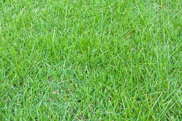 Green Grass Close-up — Stock Photo, Image