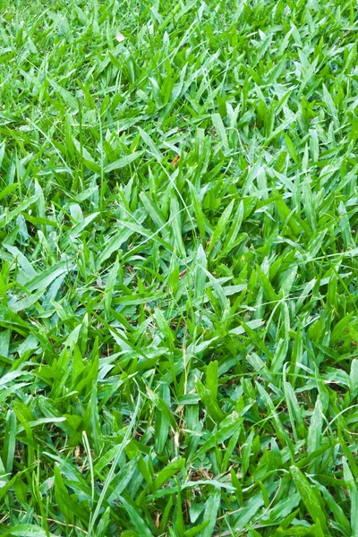 Green Grass Close-up — Stock Photo, Image