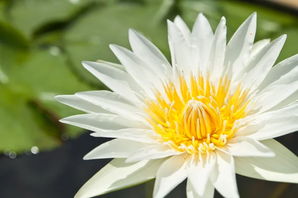 Loto blanco en el jardín - pathumthanee Tailandia —  Fotos de Stock