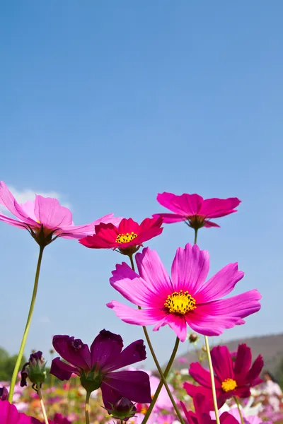 A beautyful Cosmos and the blue sky — Stock Photo, Image