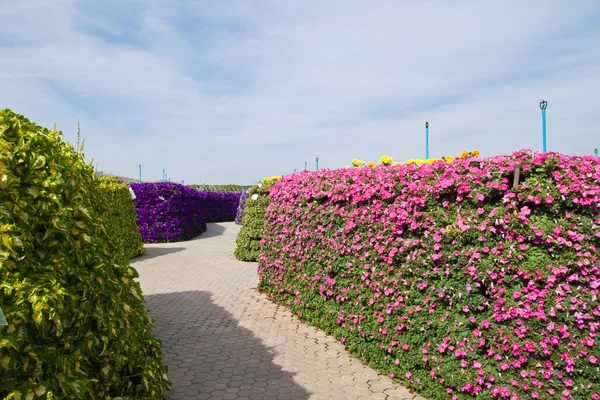 Pasarela en el jardín y el cielo azul —  Fotos de Stock