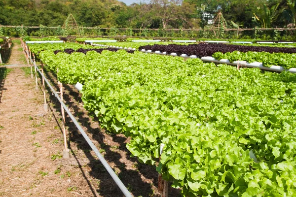 Plantação hidropônica — Fotografia de Stock