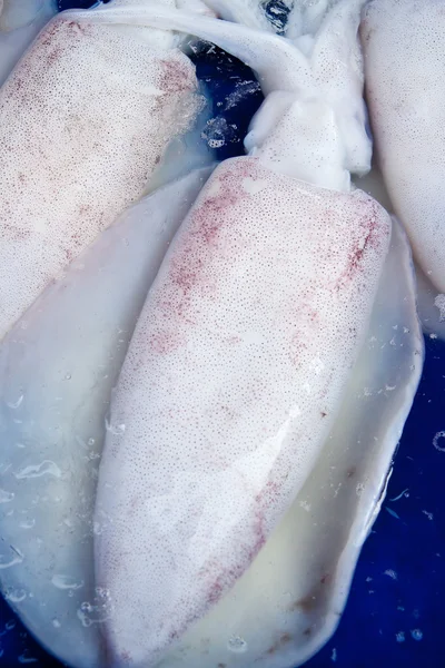 Calamares frescos en el mercado de mariscos, al este de Tailandia — Foto de Stock