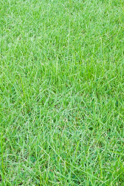 緑の草のクローズアップ ストック画像