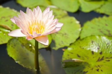 pembe lotus Garden - pathumthanee, Tayland