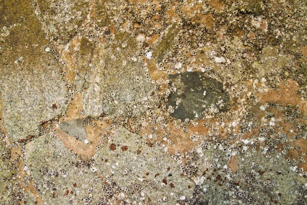 Kaya genç istiridye kabukları — Stok fotoğraf