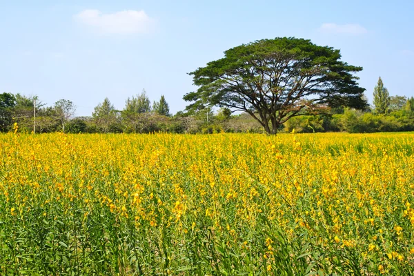Велике дерево на жовтій квітковій фермі — стокове фото