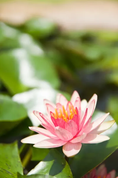 Pink Lotus in the garden - pathumthanee Thailand — Stock Photo, Image