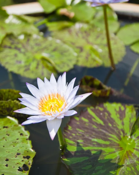 White Lotus in the garden - pathumthanee Thailand — Stock Photo, Image