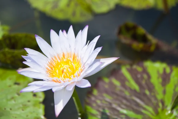 Vita lotus i trädgården - Båstad thailand — Stockfoto