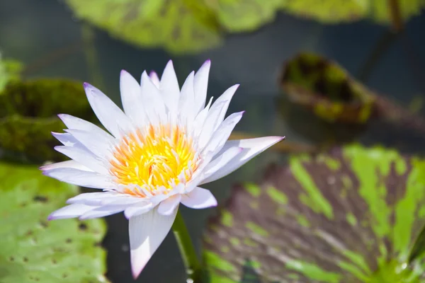 Weißer Lotus im Garten - pathumthanee thailand — Stockfoto