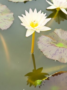 Sarı lotus Garden - pathumthanee, Tayland