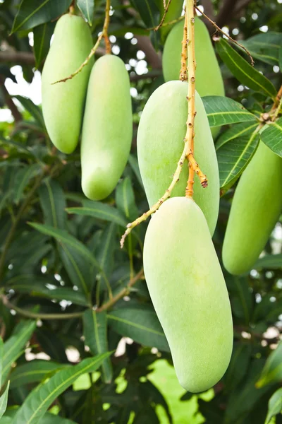 Grüne Mango mit Blättern am Baum — Stockfoto