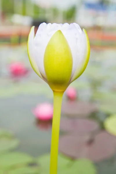 White Lotus in the garden - pathumthanee Thailand — Stock Photo, Image