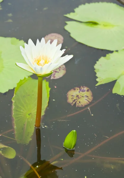 Weißer Lotus im Garten - pathumthanee thailand — Stockfoto