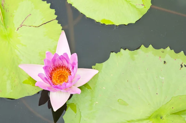 Lotosblume im Garten - pathumthanee thailand — Stockfoto