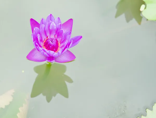 Purple Lotus in the garden - pathumthanee Thailand — Stock Photo, Image