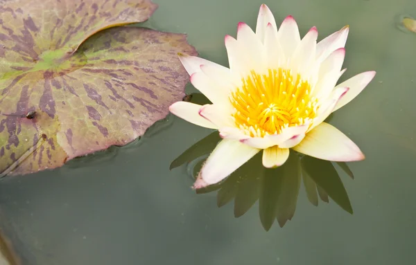 Yellow Lotus in the garden - pathumthanee Thailand — Stock Photo, Image