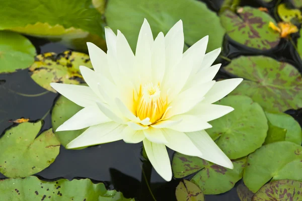 Loto blanco en el jardín - pathumthanee Tailandia —  Fotos de Stock