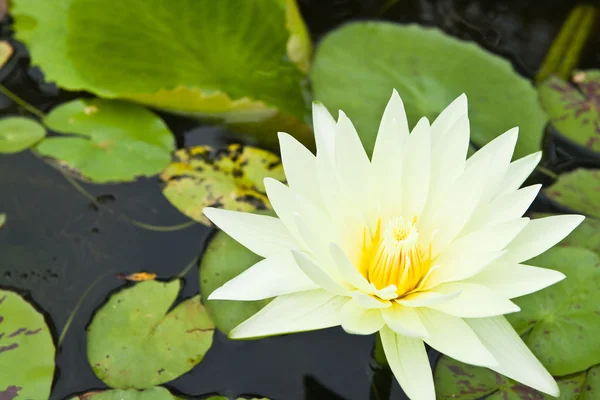 White Lotus in the garden - pathumthanee Thailand — Stock Photo, Image