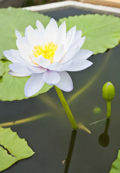 Loto blanco en el jardín - pathumthanee Tailandia —  Fotos de Stock