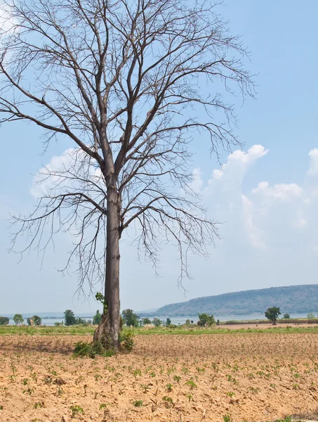 Toter großer Baum in Bauernhof und blauer Himmel Hintergrund — Stockfoto