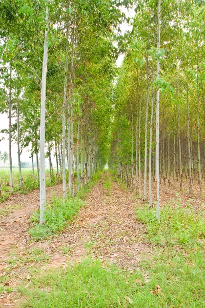 Foresta di eucalipto in Thailandia, impianto per l'industria della carta — Foto Stock