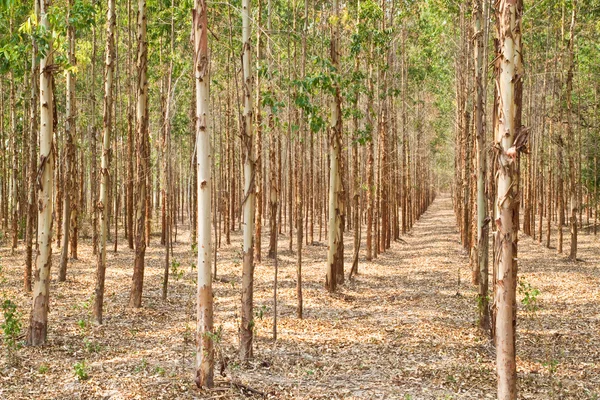 Bosque de eucalipto en Tailandia, planta para la industria papelera —  Fotos de Stock