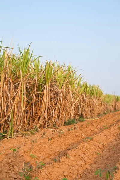 Zuckerrohrpflanze und blauer Himmel, Nordosten, Thailand — Stockfoto