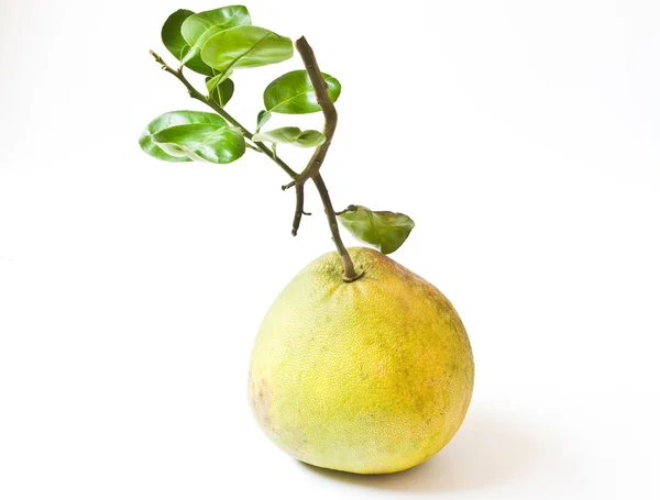 A pomelo gyümölcs elhagyja a elszigetelt fehér háttér — Stock Fotó