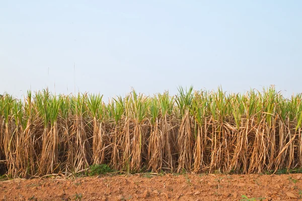 Planta de cana-de-açúcar e céu azul, Nordeste, Tailândia — Fotografia de Stock