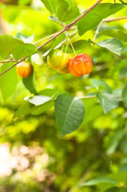 tropikal meyve, şeri