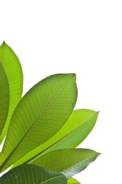 Plumeria yaprakları beyaz arkaplanda yalıtılmış.