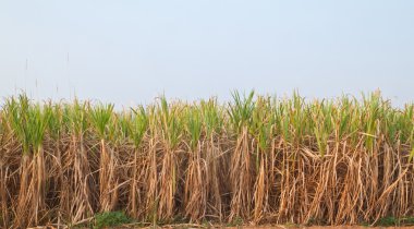 bitki şeker kamışı ve mavi gökyüzü, Kuzey Doğu, Tayland
