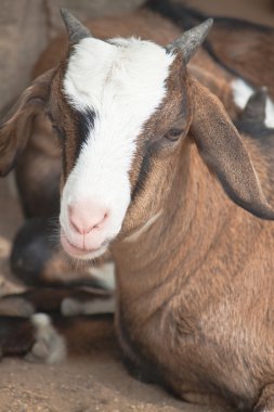 gülümseyen keçi portre