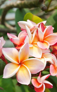 Plumeria çiçekler