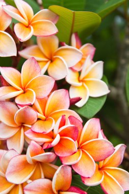 Plumeria çiçekler