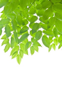 beyaz arkaplanda yeşil yapraklar